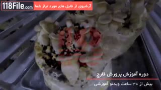 بهترین و سریع ترین راه های پرورش قارچ