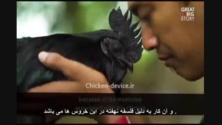 ویدیو خروس سیاه رنگ یا آیام سمانی - Ayam Cemani