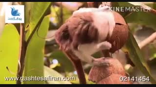 باغ وحش معروف مونترال
