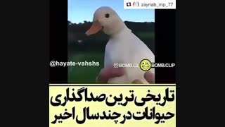 صداگذاری حیوانات ……… جک ویدیو