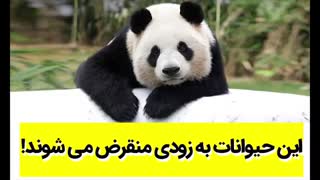 این حیوانات به زودی منقرض می شوند