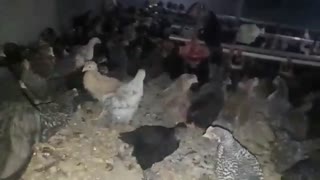 فروش بلک استار 2 ماهه09123968671-09121986651