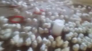 فروش بوقلمون بیوتی 300 گرمی09123968671-09121986651