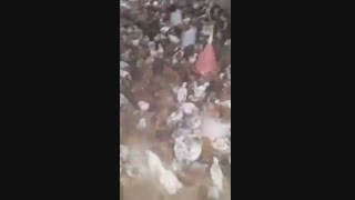 فروش مرغ بومی گلپایگان 2 ماهه09121986651-09123968671