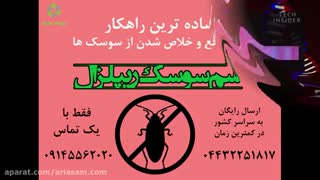 سوسک ها و راههای جلوگیری از ورود آنها به خانه