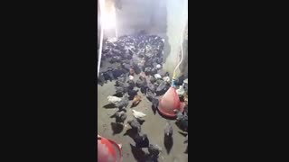 فروش بلک استار 4ماهه اصل 09121986651 - 09123968671