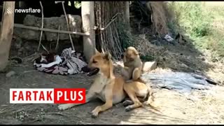 مادری کردن یک سگ برای بچه میمون