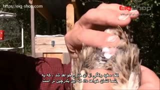 تشخیص نر بودن بلدرچین