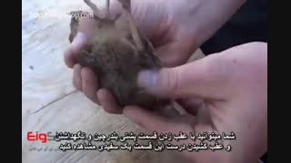 تشخیص جنسیت بلدرچین