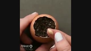 هر میوه ای رو بکارید!