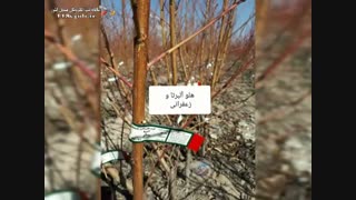 نهالستان عابدینی اصفهان برداشتن خال