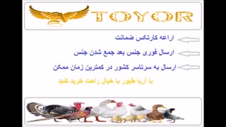 فروش تخم طاووس به شرط نطفه