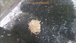 آشپزی روستایی هندی مادربزرگ