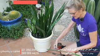 10ترفند پرورش گل و گیاه آپارتمانی در منزل