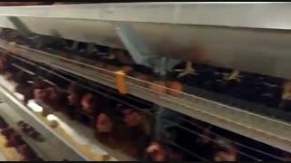 فروش مرغ تخمگذارلوهمن 180روزه روپیک تولید50درصد