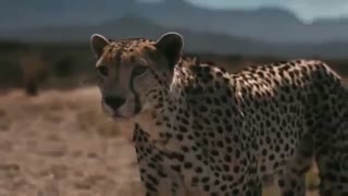 درگ نمایشی خودروی فرمول E با یوزپلنگ