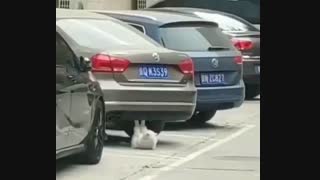 داداشیا تو باشگاه