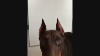 نژاد سگ های مختلف