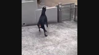 دوبرمن اصیل