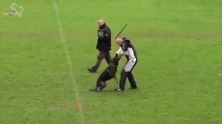 آموزش سگ نگهبان