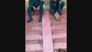 سرسره بازی سگ ها