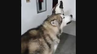 سگ گرگی - مالاموت آلاسکا