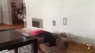 هاسکی سگ هاسکی