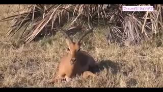 حیوانات شعور دارند