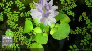 چرا نباید «سنبل آبی» بخریم؟