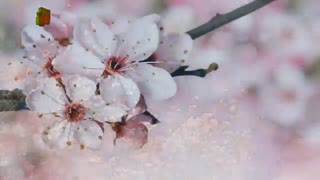 نوروزتان پیروز