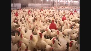 صادرات جوجه و مرغ تخم گذار
