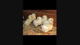 خرید فروش مرغ وجوجه یکروزه