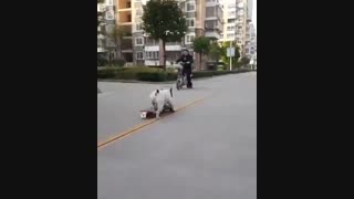 سگ ورزشکار