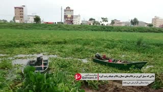 گیاه سنبل آبی سرطان‌‌زاست؛ این گل را از سفره‌های هفت‌سین‌تان دور کنید