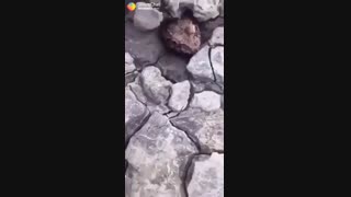 حاجی وات ده فاز