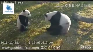باغ وحش تورنتو