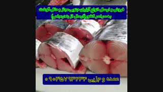 خرید ماهی تازه از بندرعباس ارسال به سراسر کشور