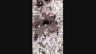 وقتی ملکه قهر میکنه