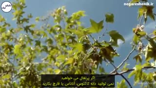 دکتر رادا 26- سال نو مبارک باد- قدرت کلام. جول اوستین