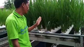 کشاورزی مدرن، توضیح در مورد تاسیسات برنج هیدرولیتیکی