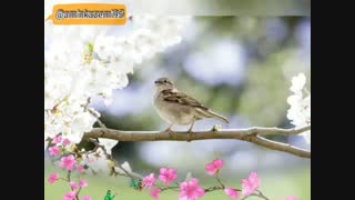 می نوش که عمر جاودانی اینست - استاد شجریان -امین کاظمی