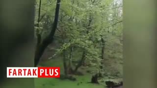 طبیعت بکر و چشمنواز جنگلهای هیرکانی