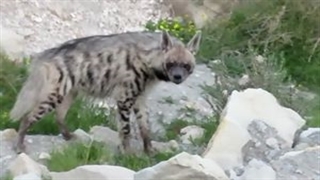 رهاسازی یک کفتار در شهرستان جم