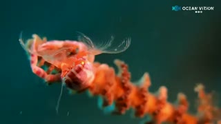 روش غذا خوردن خرچنگ هیگز پورسلین