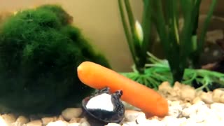هویج خوردن حلزون های آکواریومی