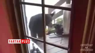 گربه ای که خرس را فراری داد!