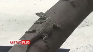 تولد ده‌ها نوزاد اژدهای کومودو در باغ وحش