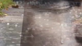 خانه ام ابری است : شعر نیما یوشیج با دکلمه ی زری مینویی