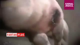 زجرکش کردن خوک‌ ها در کشتارگاه
