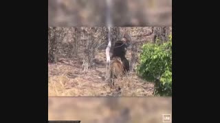 مبارزه خرس با پلنگ برای نجات فرزندش